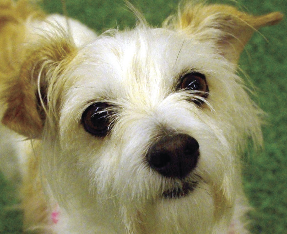 Pets of the Week: Honey